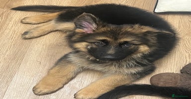 German Shepherd dogs - Advert 2