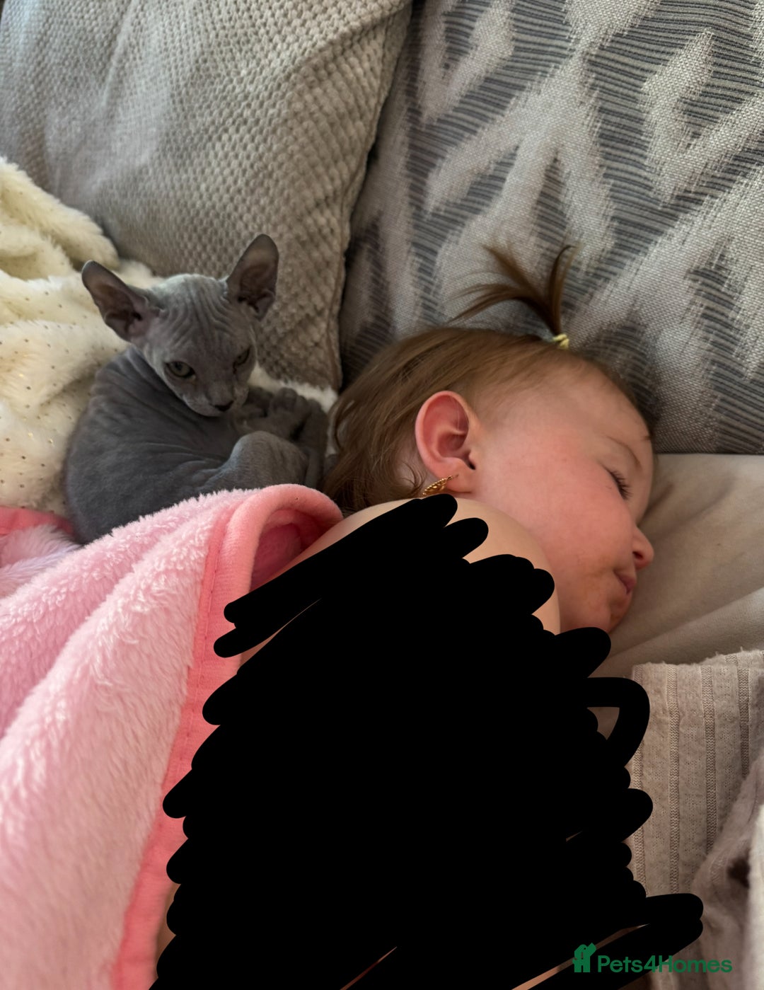 Sphynx cats for sale: Sphynx Elf & Sphynx Peterbald - Image 5