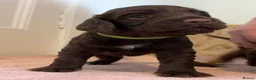 Cocker Spaniel dogs for sale: PEDIGREE WORKING COCKER SPANIEL PUPPIES FOR SALE - Advert 14