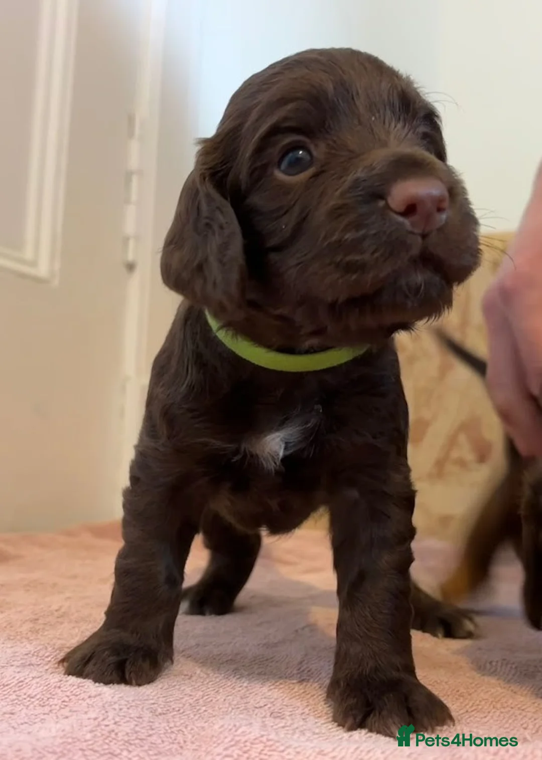 Cocker Spaniel dogs for sale: PEDIGREE WORKING COCKER SPANIEL PUPPIES FOR SALE - Advert 14