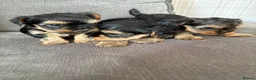 Yorkshire Terrier dogs for sale: Three stunning Yorkshire terrier puppies  - Advert 9