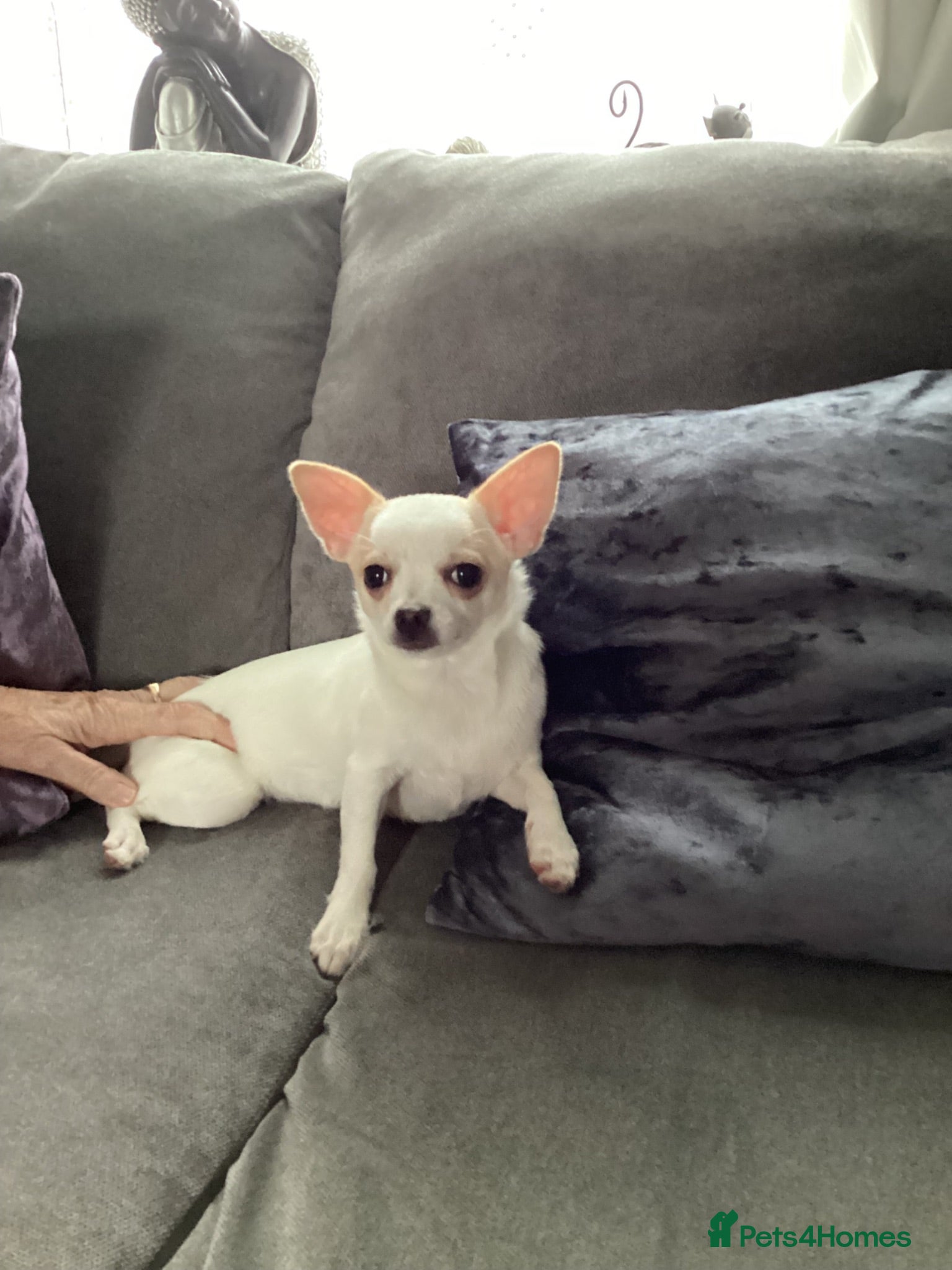 Chihuahua dogs Female chihuahua  - Advert 1