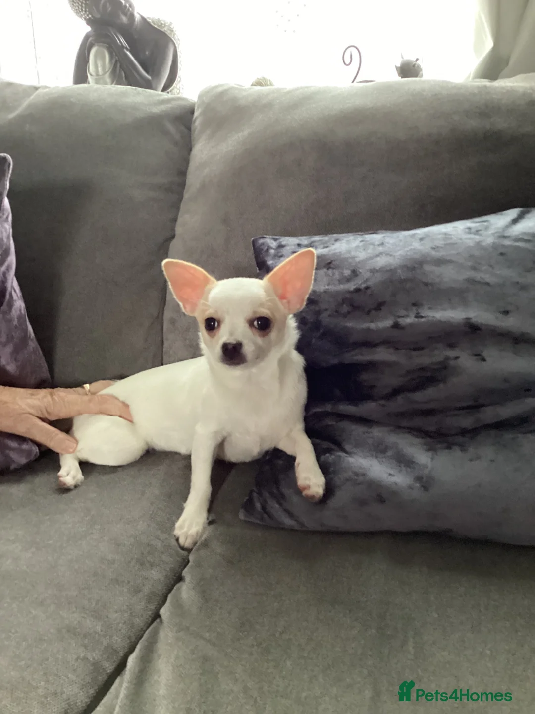 Chihuahua dogs for sale: Female chihuahua  - Advert 1