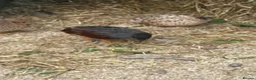 Quail poultry for sale: Japanese painted quail button quail  in Nottingham - Advert 2