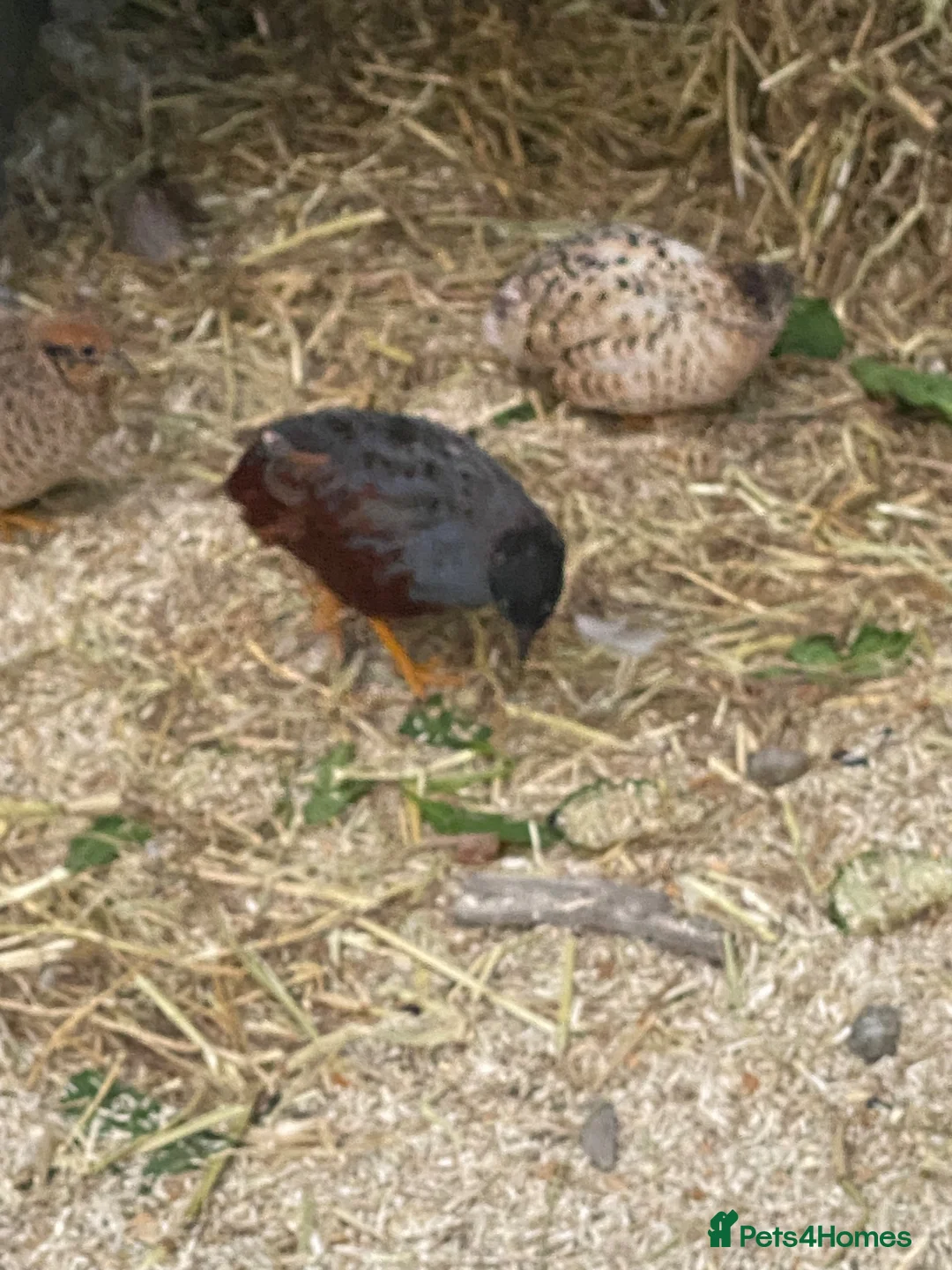 Quail poultry for sale: Japanese painted quail button quail  in Nottingham - Advert 2