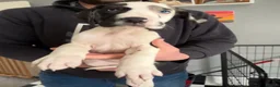 Great Dane dogs for stud: KC reg Dane for stud  - Advert 20