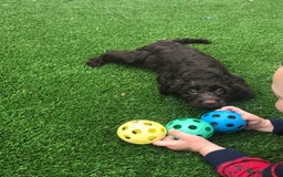 Cockapoo dogs for sale: F1 cockapoo puppies registered breeder - Image 1