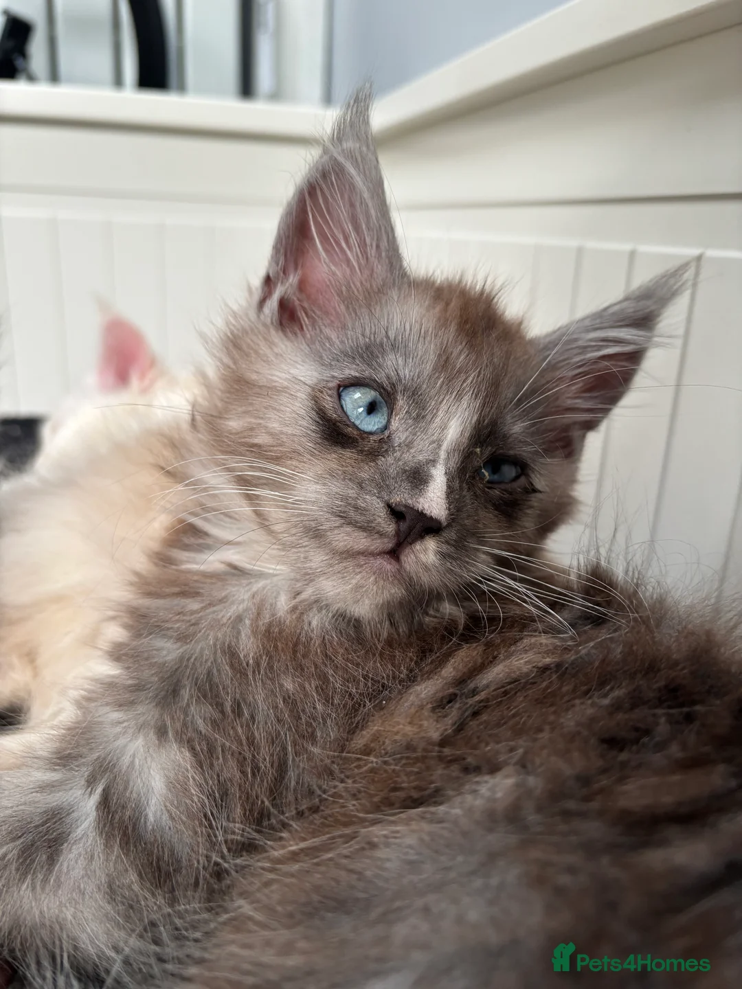 Maine Coon cats for sale: Cute Maine coon 2 boys & girl Blue eyes  - Advert 5