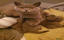 British Shorthair cats for sale: BSH blue Pedigree kittens - Image 1