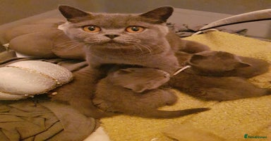 British Shorthair cats - Advert 3