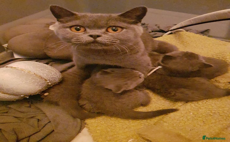 British Shorthair cats - Advert 1