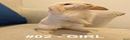 Mini Lop rabbits for sale: Exceptional Mini-Lops. Collect: Sun 16th August - Advert 5