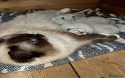Ragdoll cats for sale: TICA Pedigree Ragdolls 💎✨ - Image 18