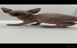 Sphynx cats for sale: Odd eyed Male & seal point female 🩵 - Image 8