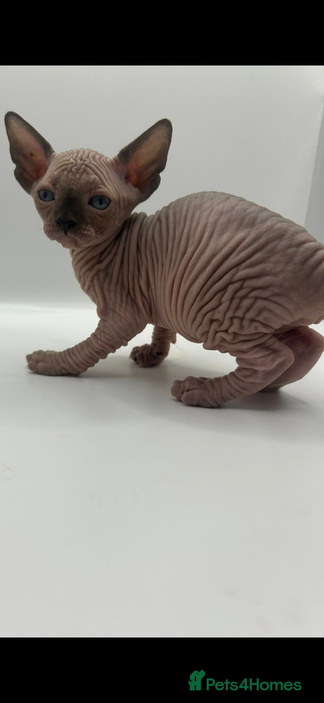 Sphynx cats for sale: Odd eyed Male & seal point female 🩵 - Image 8