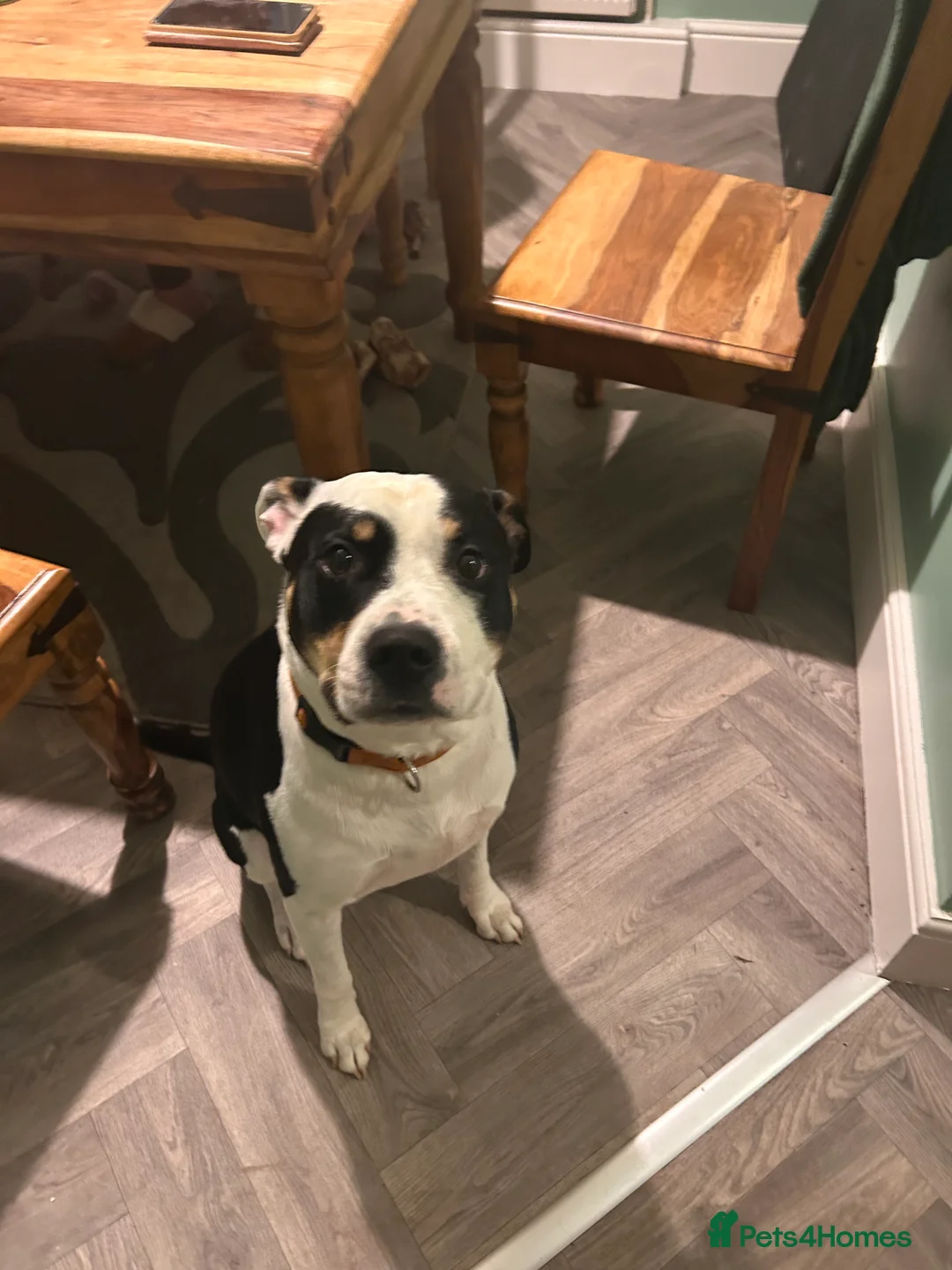 Staffordshire Bull Terrier dogs for stud: For stud  - Advert 2