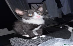 Mixed Breed cats for sale: READY NOW FOR THERE FOREVER HOMES - Image 3