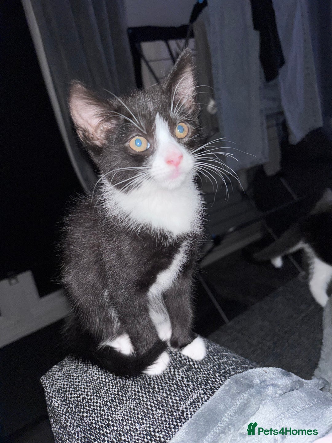 Mixed Breed cats for sale: READY NOW FOR THERE FOREVER HOMES - Image 3