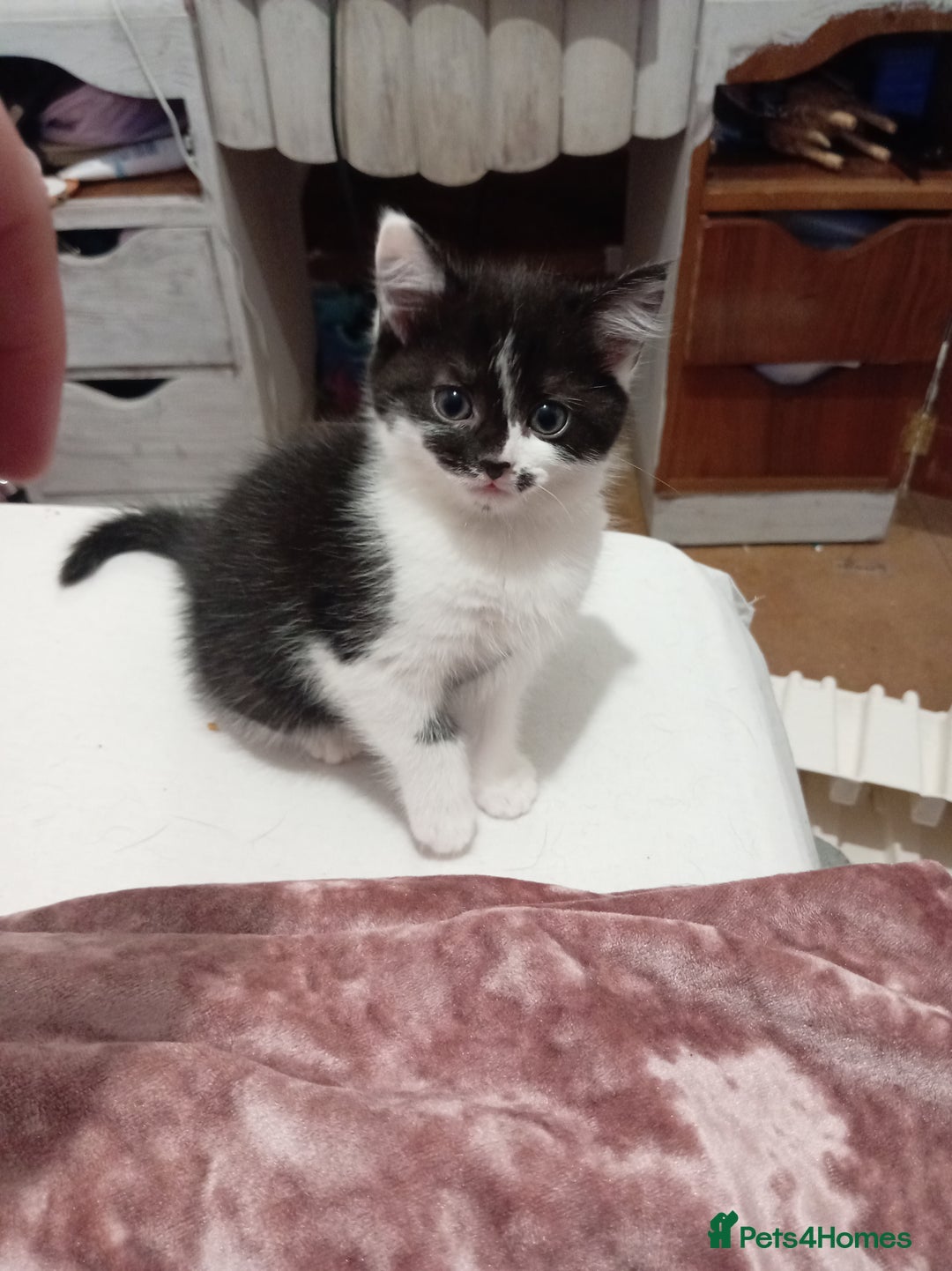 Mixed Breed cats for sale: 3 kittens for sale  - Advert 3