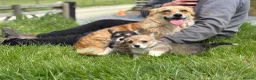 Welsh Corgi Pembroke dogs for sale: Outstanding Welsh Pembrokeshire Corgis  - Advert 15