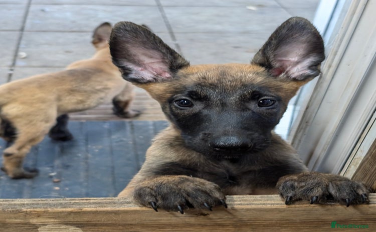 Belgian Shepherd Dog dogs - Advert 1