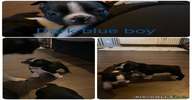 Boston Terrier dogs - Advert 2
