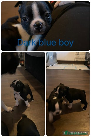 Boston Terrier dogs WILDAX 2 boys left - Advert 10
