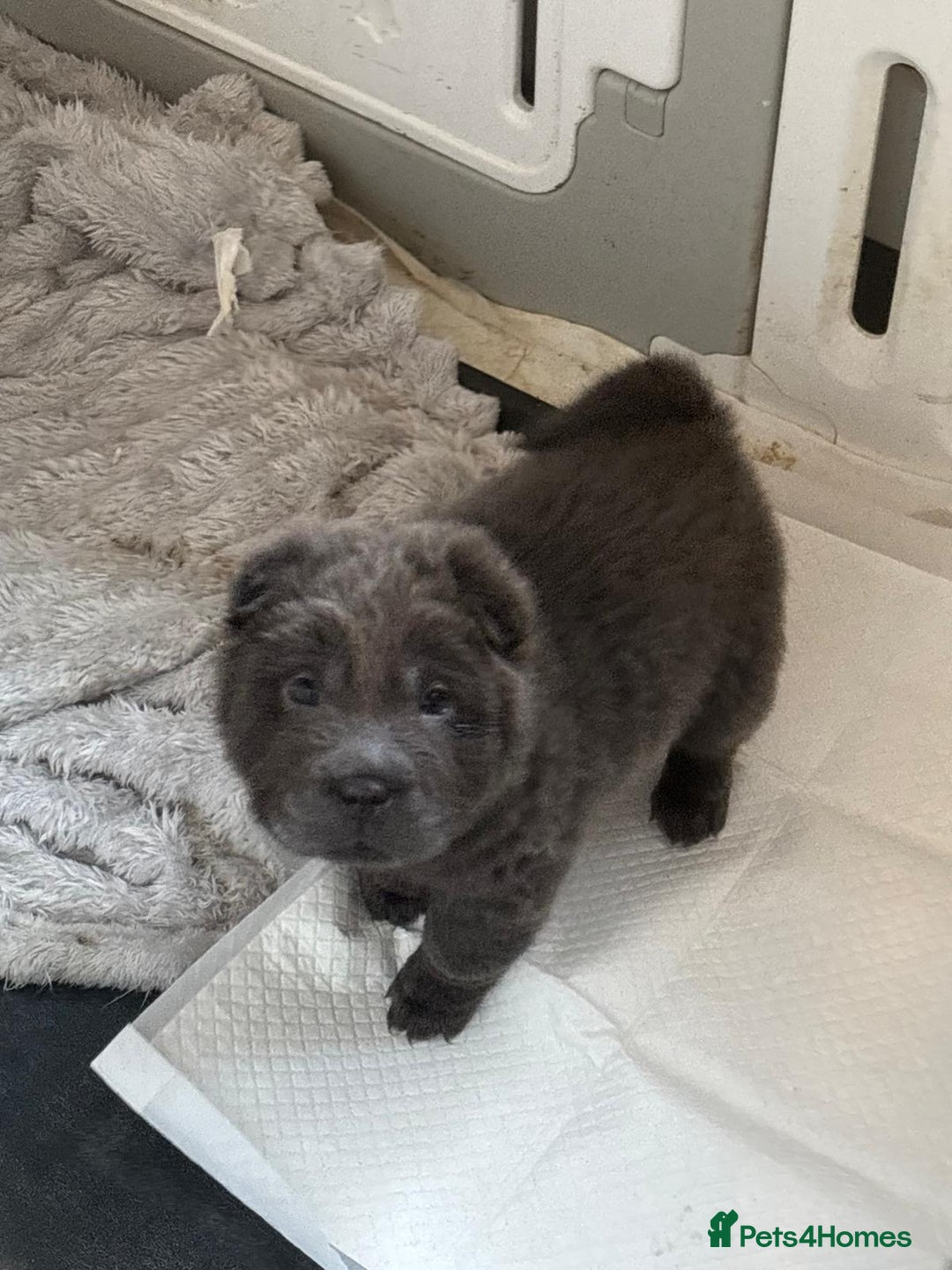 Shar Pei dogs for sale: Beautiful shar pei puppys  - Advert 6