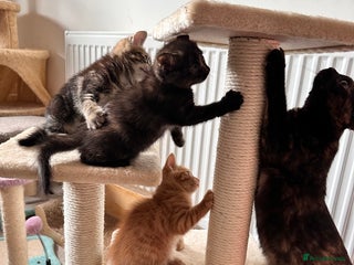 Mixed Breed cats - Advert 13