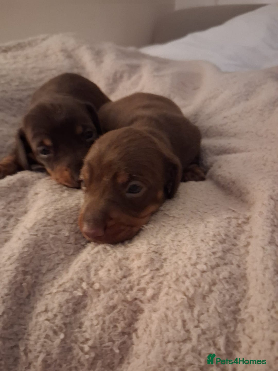 Miniature Dachshund dogs for sale: Miniature dachshund  - Advert 2