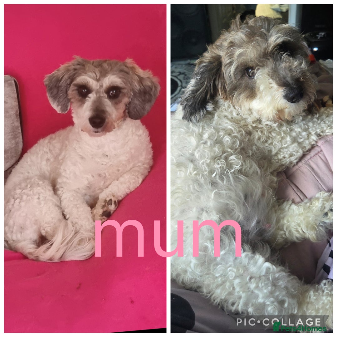 Cockapoo dogs for sale: Champagne and white toy sized male cockapoo  - Image 4