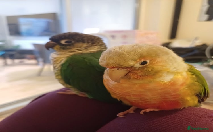 Conures birds - Advert 1