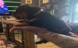 Rottweiler dogs for sale: STUNNING KC ROTTWEILER PUPPIES - Image 5