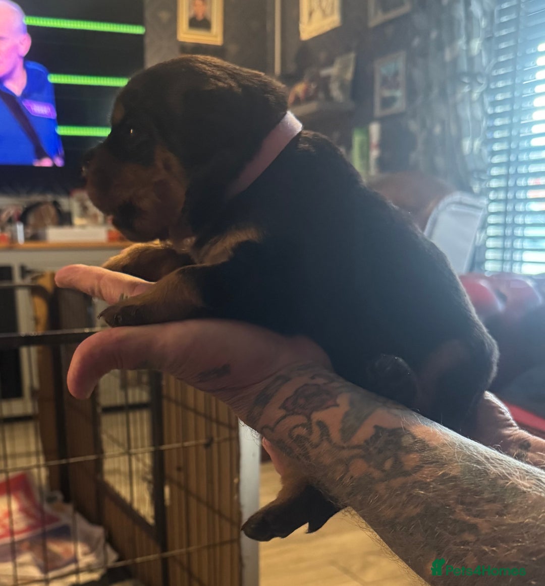 Rottweiler dogs for sale: STUNNING KC ROTTWEILER PUPPIES - Image 5