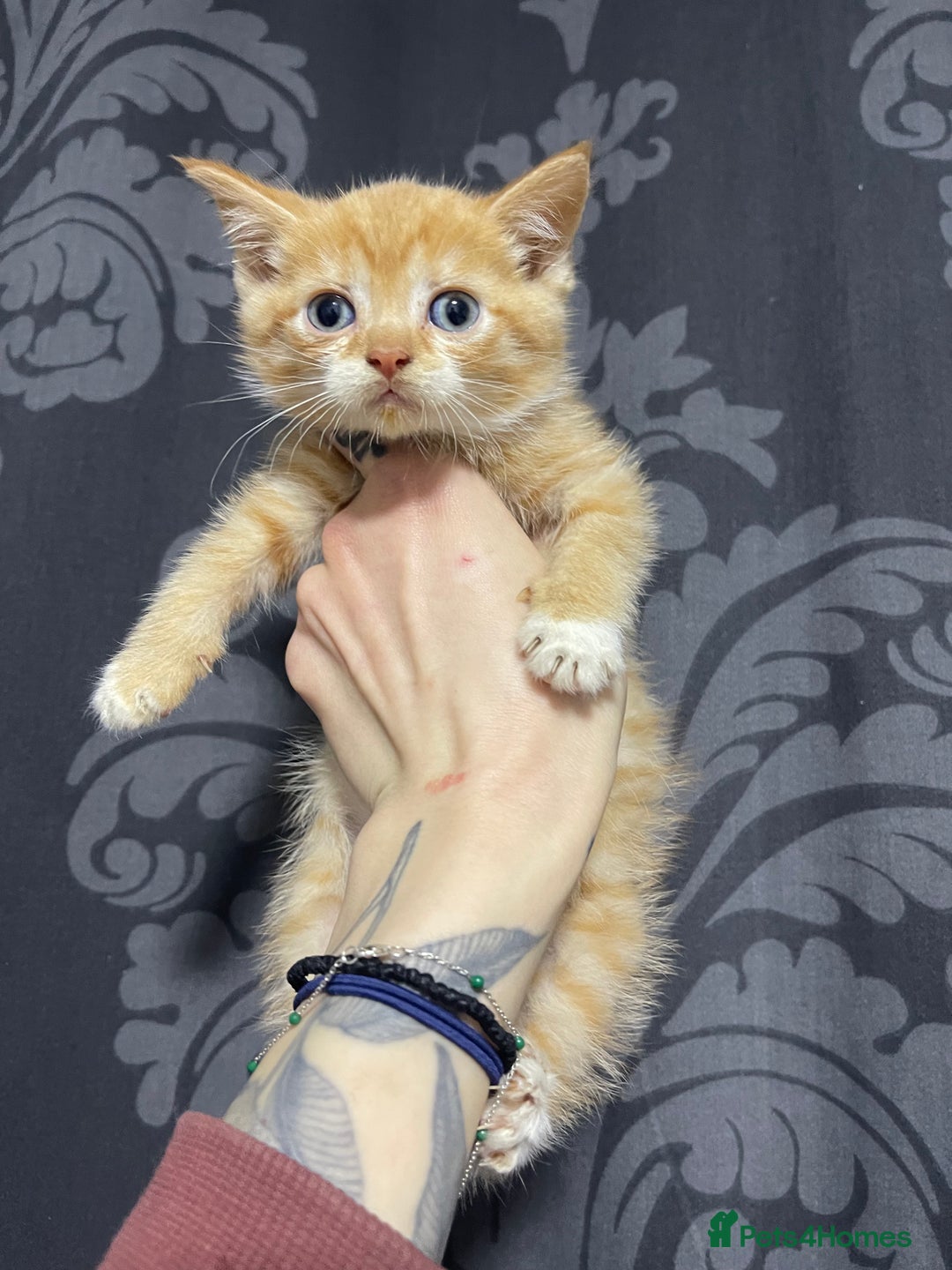 British Shorthair cats for sale: 2 british shorthair boys - Image 3