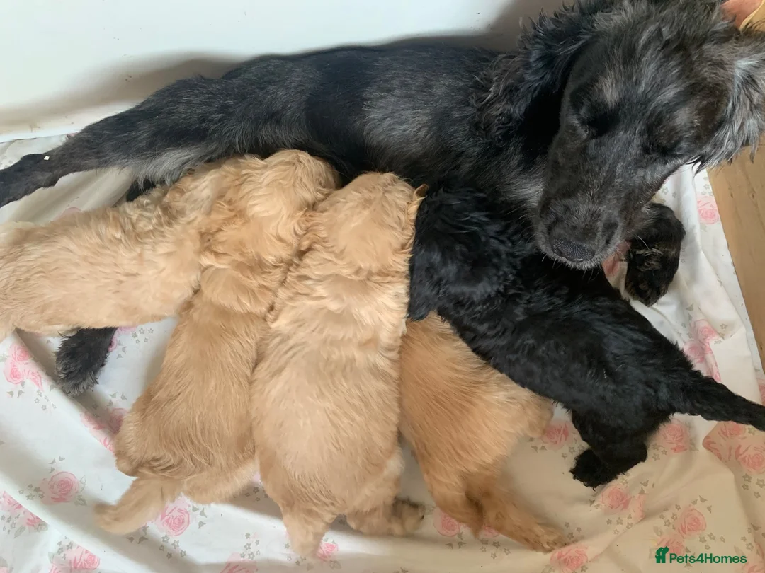 Cockapoo dogs for sale: Beautiful Cockapoo F1 Puppies  - Advert 1