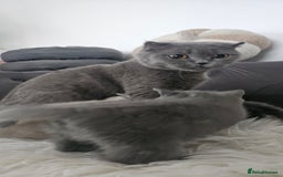 Scottish Fold cats for sale: 3 Beautiful Scottish Fold Kittens(Taki,Taco,Tango) - Image 15