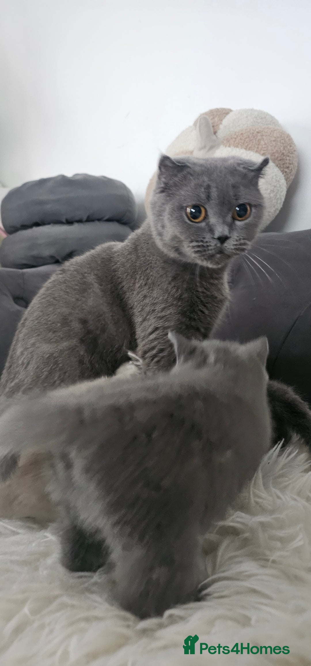 Scottish Fold cats for sale: 3 Beautiful Scottish Fold Kittens(Taki,Taco,Tango) - Image 15