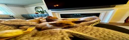 Devon Rex cats for sale: Exceptional FIFe Registered Devon Rex Kittens - Advert 22