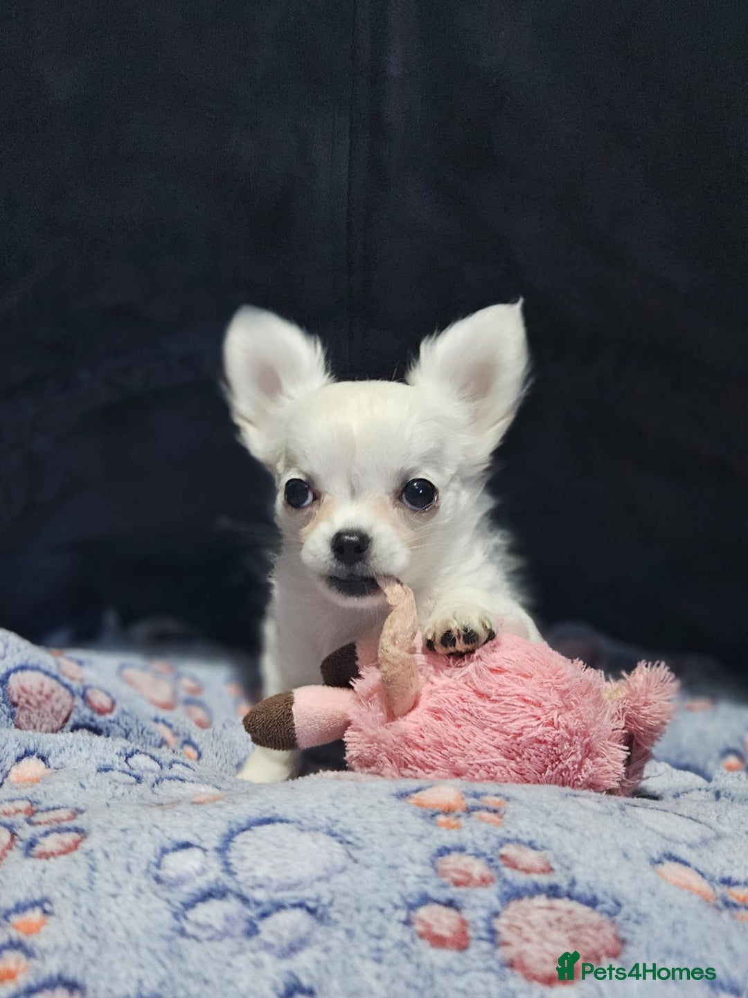 Chihuahua dogs for sale: Beautiful White long haired Chihuahua - Advert 2