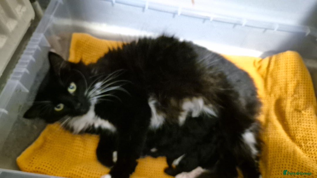 Mixed Breed cats for sale: 2 beautiful kittens - Image 1