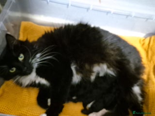 Mixed Breed cats for sale - Advert 1