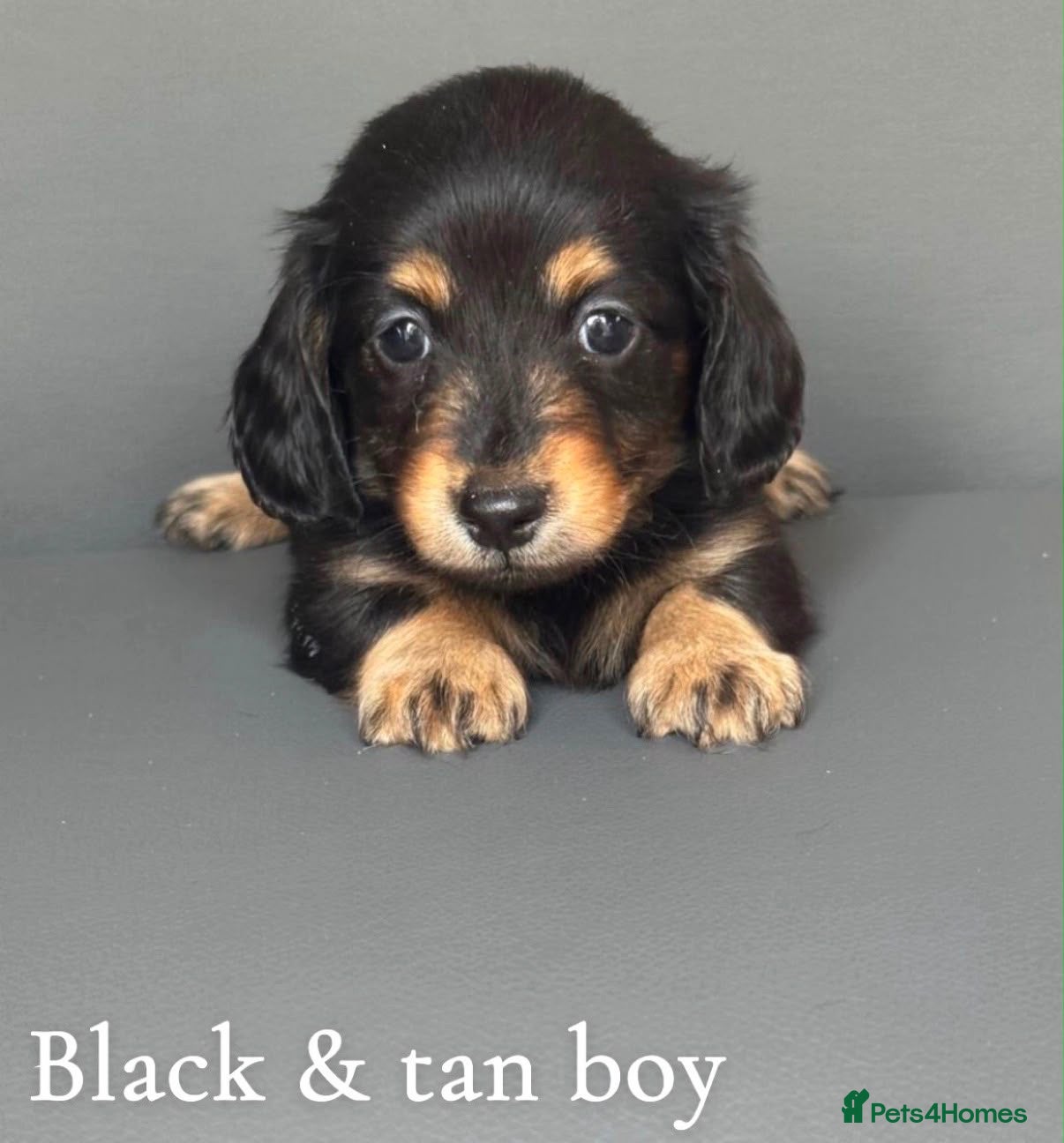 Miniature Dachshund dogs Miniature long haired dachshund puppy’s  - Advert 4