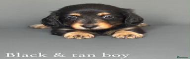 Black and Tan boy Miniature Dachshund 4