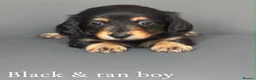 Miniature Dachshund dogs for sale: Miniature long haired dachshund puppy’s  - Advert 7