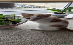 Mixed Breed cats for sale: 3 beautiful playful kittens ready for rehome - Image 7