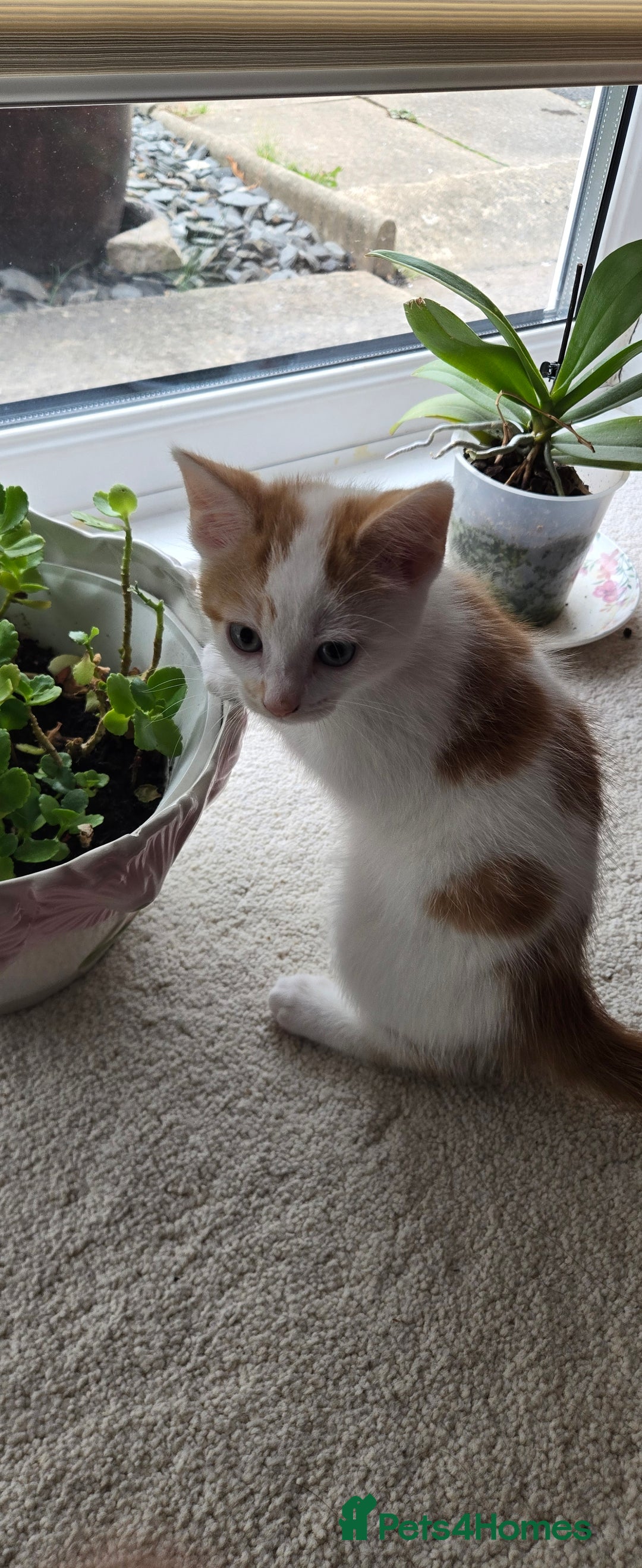 Mixed Breed cats for sale: 3 beautiful playful kittens ready for rehome - Image 7