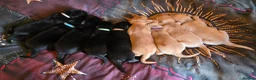 Labrador Retriever dogs for sale: Black and Fox red Labrador puppies  in Pickering - Advert 7