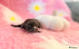 Cocker Spaniel dogs for sale: Stunning litter of show cocker spaniels  - Image 36