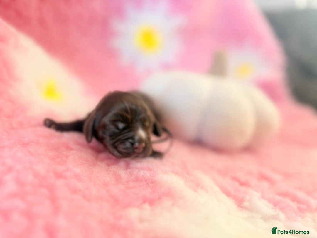 Cocker Spaniel dogs for sale: Stunning litter of show cocker spaniels  - Image 36